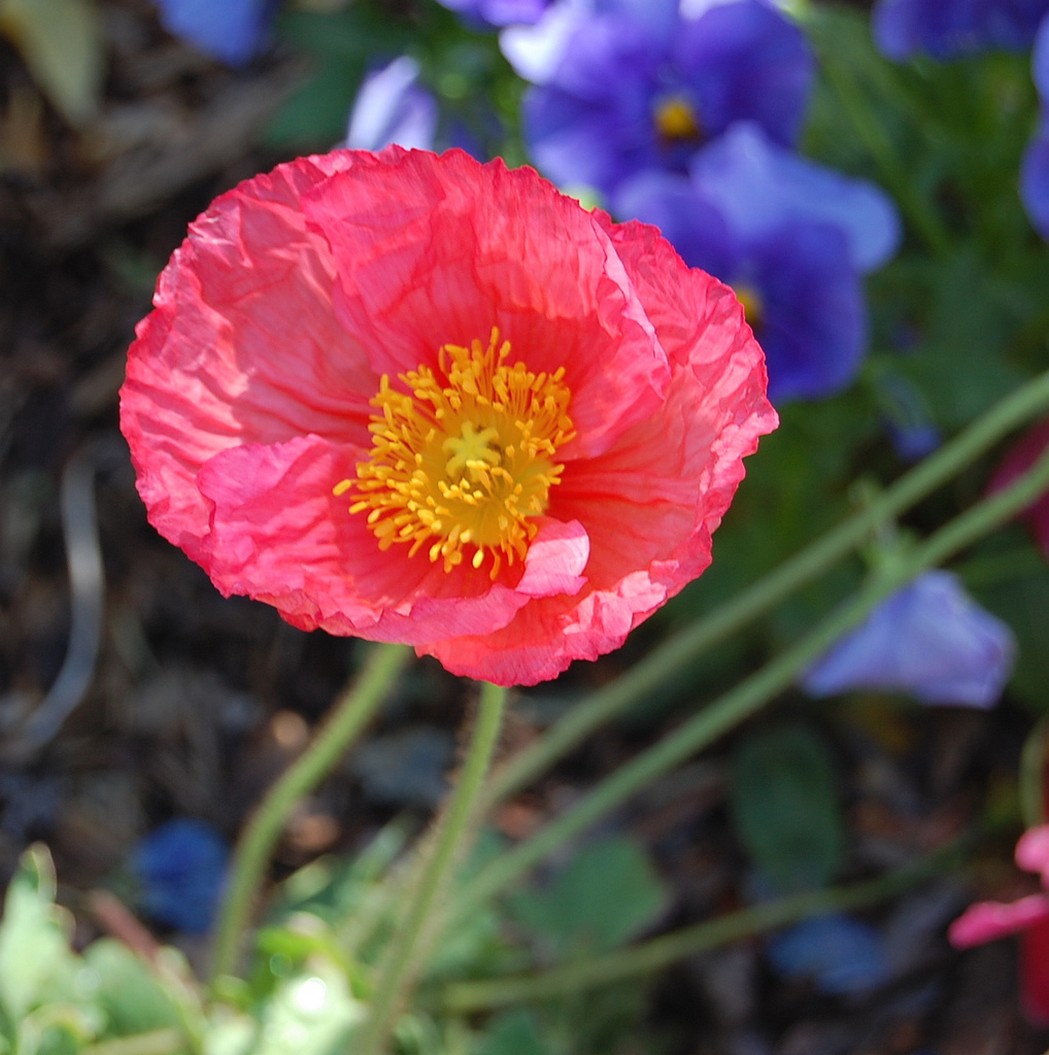 bright pink poppy flower with yellow eye.jpg