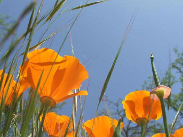 bright orange poppies photo.jpg