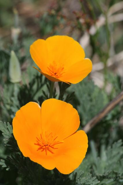 bright California Poppies.jpg