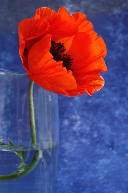 birght red poppy flower photo.jpg