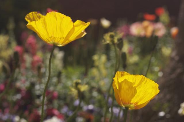 yellow poppies picture.jpg