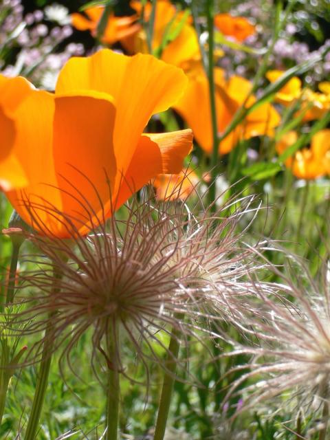 wild flowers photo.jpg