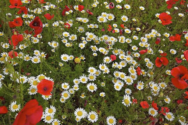 wild daisies & poppies.jpg
