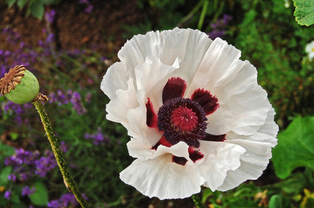 white poppy pic.jpg