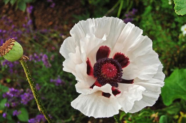 white poppy pic.jpg