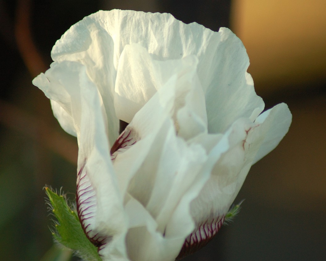 white Poppy Flower pictures.jpg