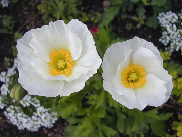 white poppies with yellow eyes picture.jpg