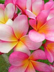 Beautiful Plumerias.jpg
