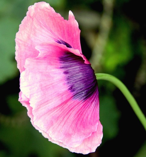 wedding flower poppy.jpg