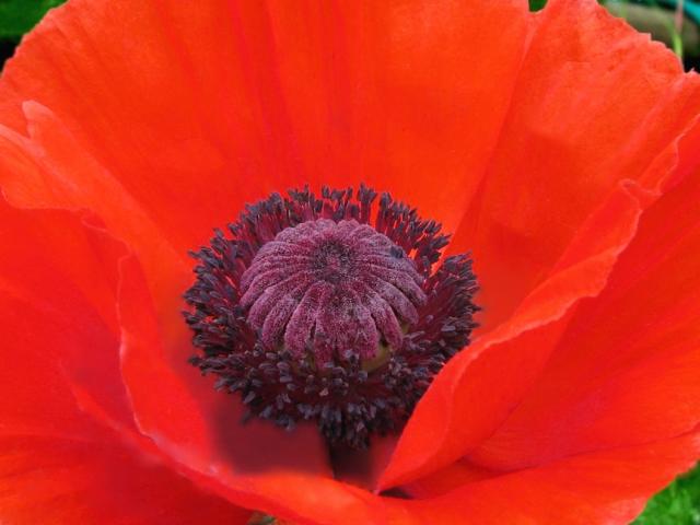 wedding poppy flower.jpg