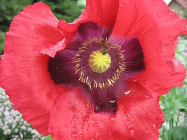 red poppy with dark center.jpg