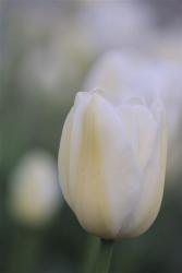 Tulip Flower Pictures