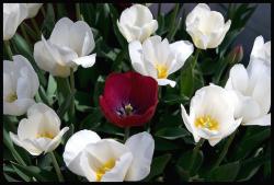 Tulip Flower Pictures