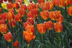 Tulip Flower Pictures