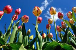 Tulip Flower Pictures