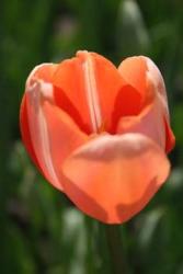 Tulip Flower Pictures