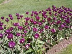 Tulip Flower Pictures