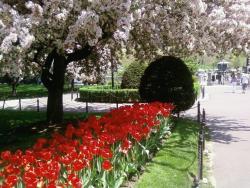 Tulip Flower Pictures