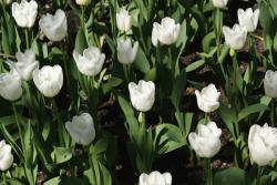 Tulip Flower Pictures