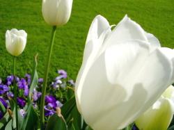 Tulip Flower Pictures