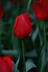 Tulip Flower Pictures