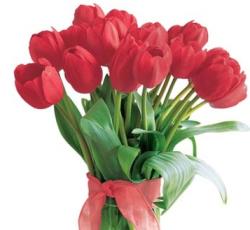 Tulip Flower Pictures
