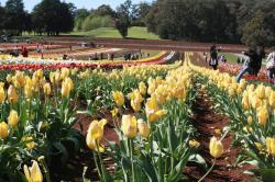 Tulip Flower Pictures