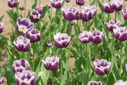 Tulip Flower Pictures