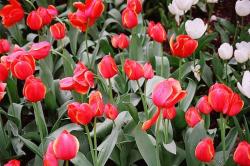 Tulip Flower Pictures