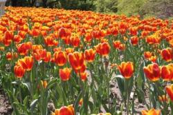 two tones Tulips.jpg