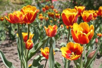 two tone flowers with orange and yellow tulips.jpg