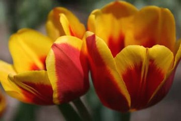 tw tone tulips.jpg