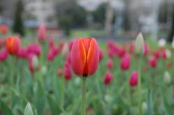 tulips_pretty flowers photo.jpg