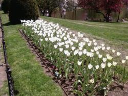 tulips white flowers photo.jpg