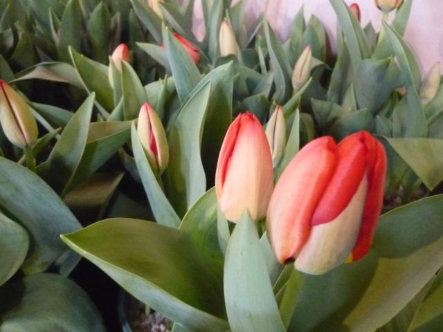 tulips wedding flowers photo.jpg