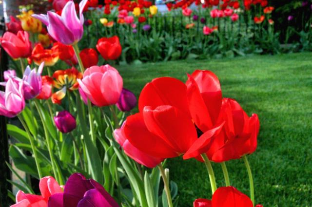 Tulips in Toronto 2006 picture.jpg