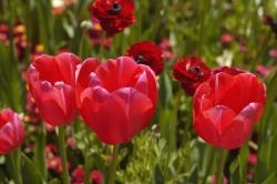 tulips in nature picture.jpg