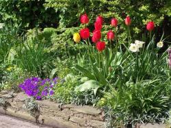 tulips garden flowers photo.jpg