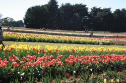 Tulips field.jpg