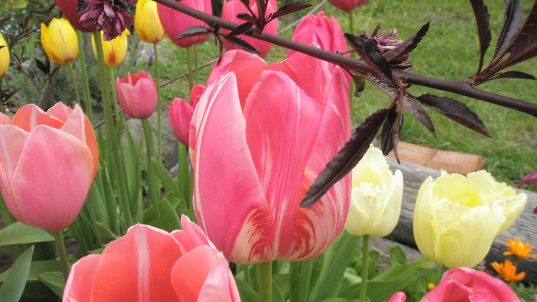 tulips colorful flowers picture.jpg