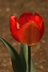 tulip red wedding flower picture.jpg