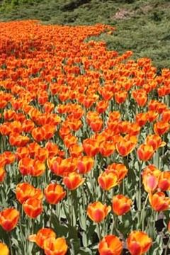 tulip orange field.jpg