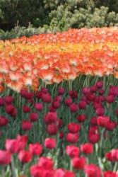 Tulip Gradiants picture.jpg
