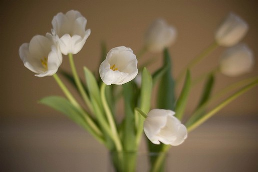 tulip flowers.jpg
