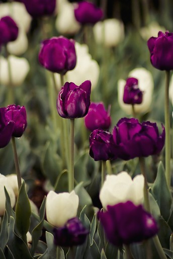 Tulip flowers in dark purple and white.jpg