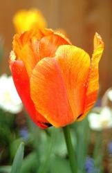 tulip flowering.jpg