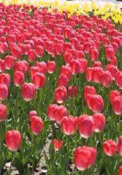 tulip flower show holland.jpg