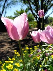 tulip flower season.jpg