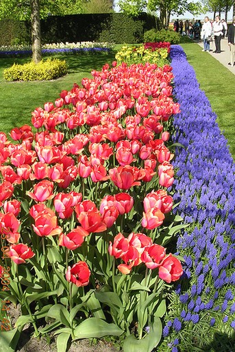 tulip flower pictures.jpg