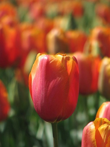 tulip flower picture.jpg